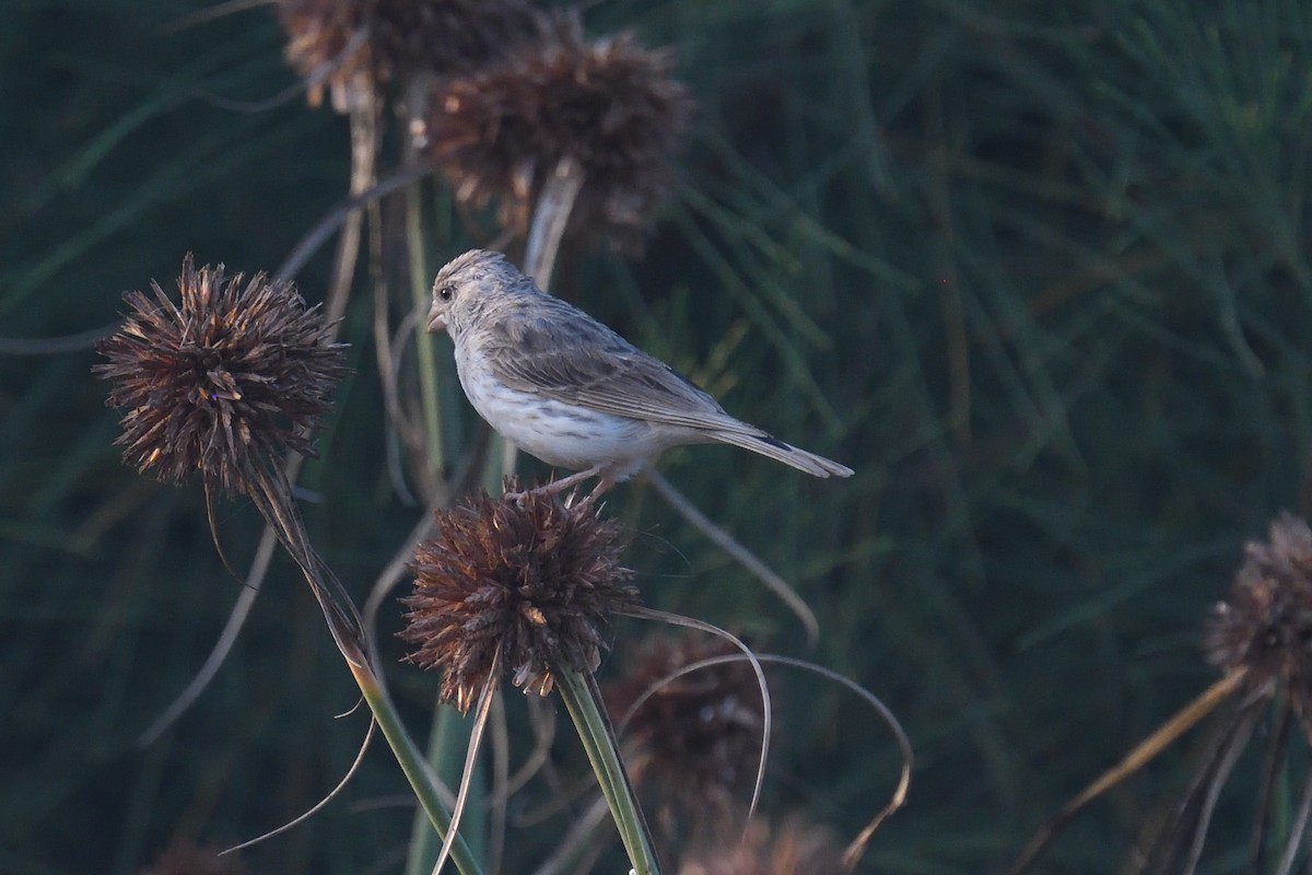 White-rumped Seedeater - ML518824281