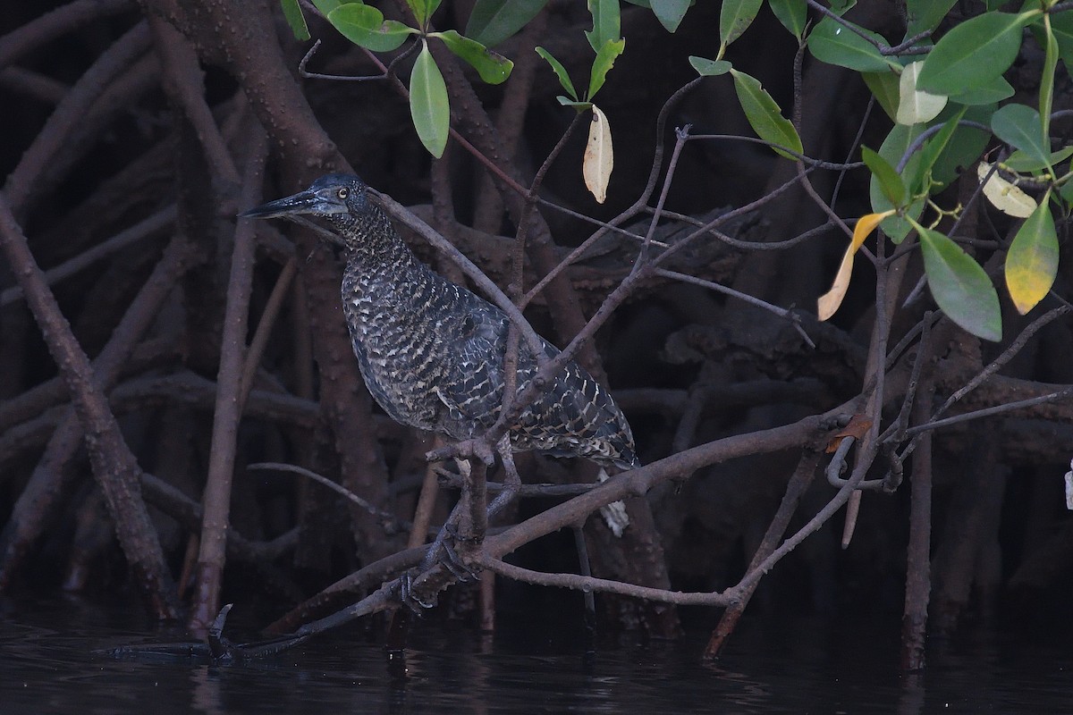 White-crested Tiger-Heron - ML518826911