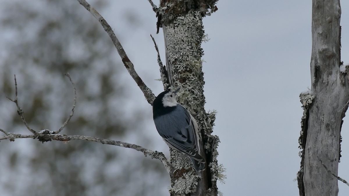 White-breasted Nuthatch (Eastern) - ML518829751