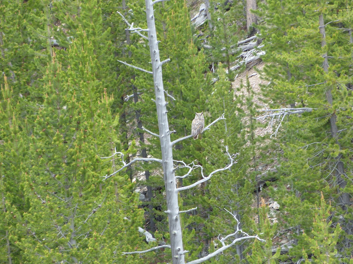 Great Horned Owl - ML518830121