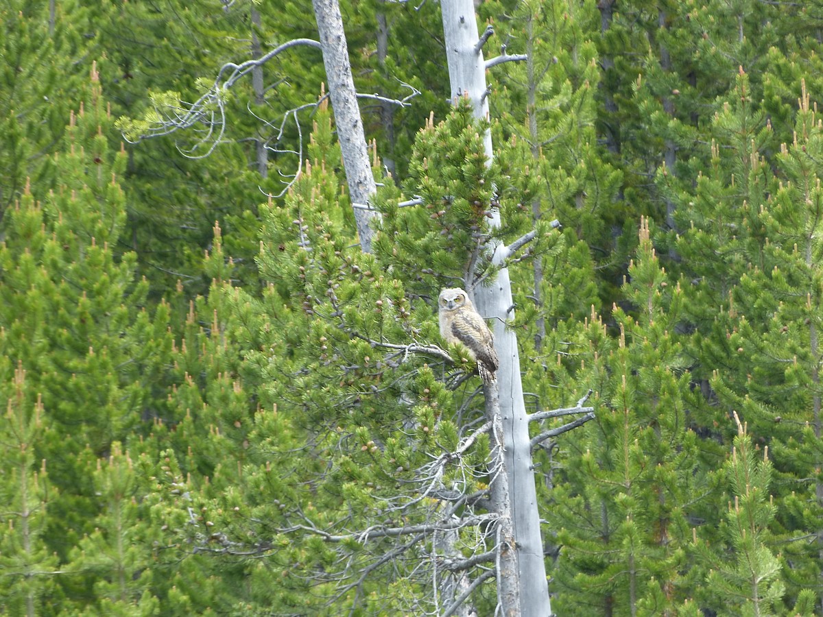 Great Horned Owl - ML518830151