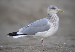 American Herring Gull