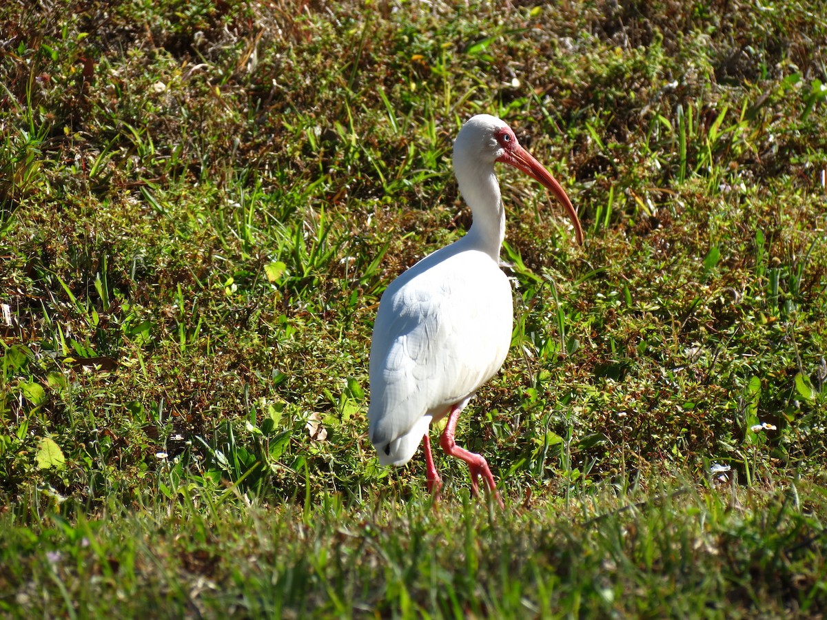 ibis bílý - ML51883231