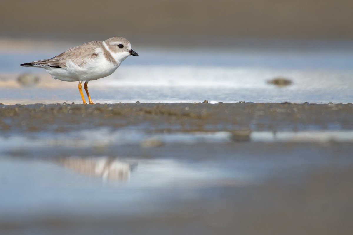 Piping Plover - ML518833351
