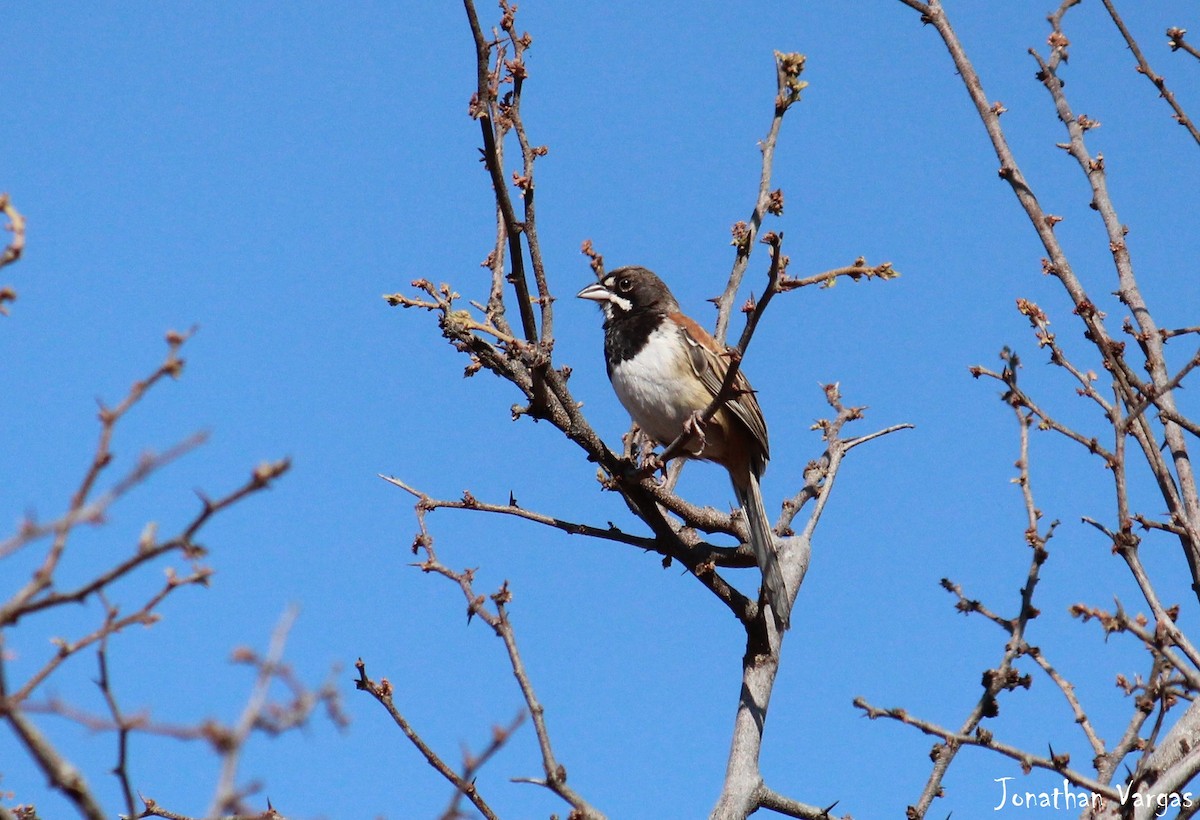 Black-chested Sparrow - ML51883641