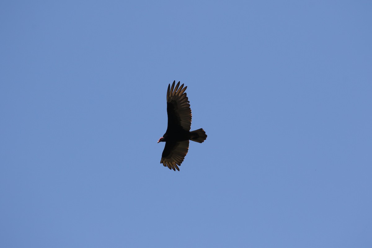 Turkey Vulture (South Temperate) - ML518838141