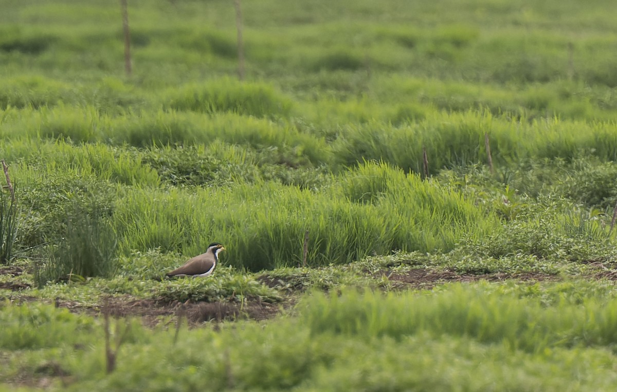 Banded Lapwing - ML518842021