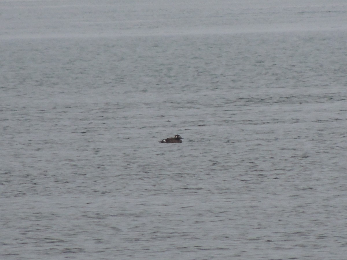 ebird-checklist-31-dec-2022-duluth-canal-park-14-species