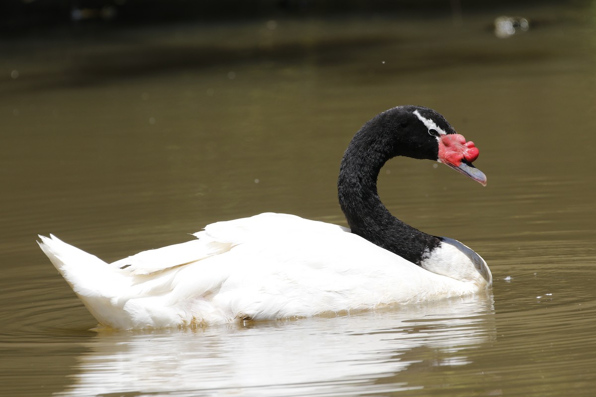 Black-necked Swan - ML518845381