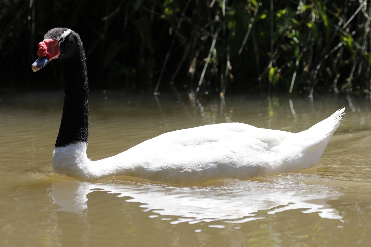 Black-necked Swan - ML518846701