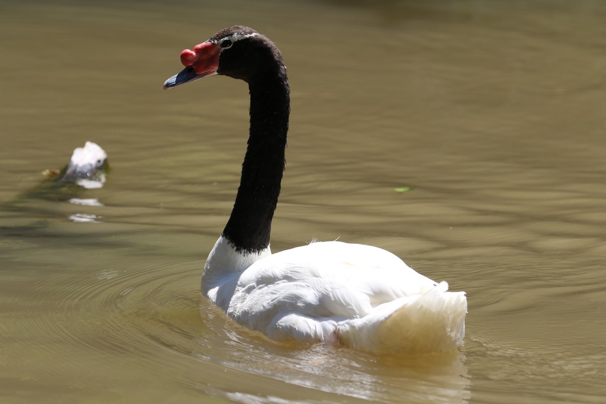 Black-necked Swan - ML518846711