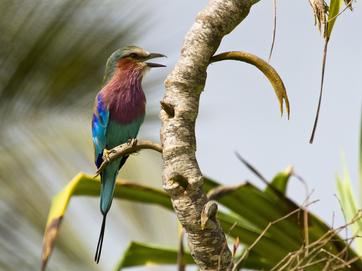 Lilac-breasted Roller - ML51884881