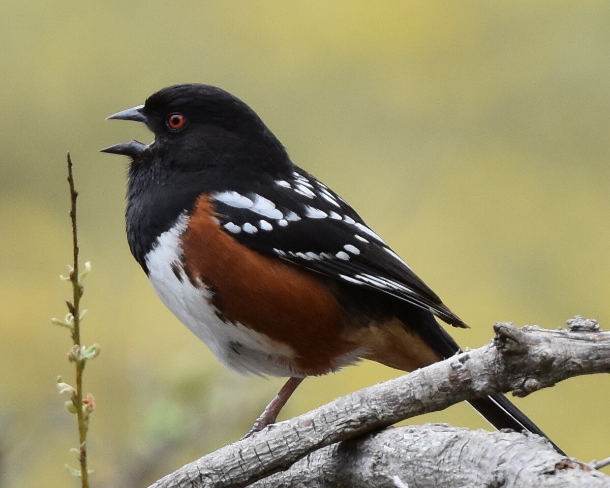 Spotted Towhee - ML51885741
