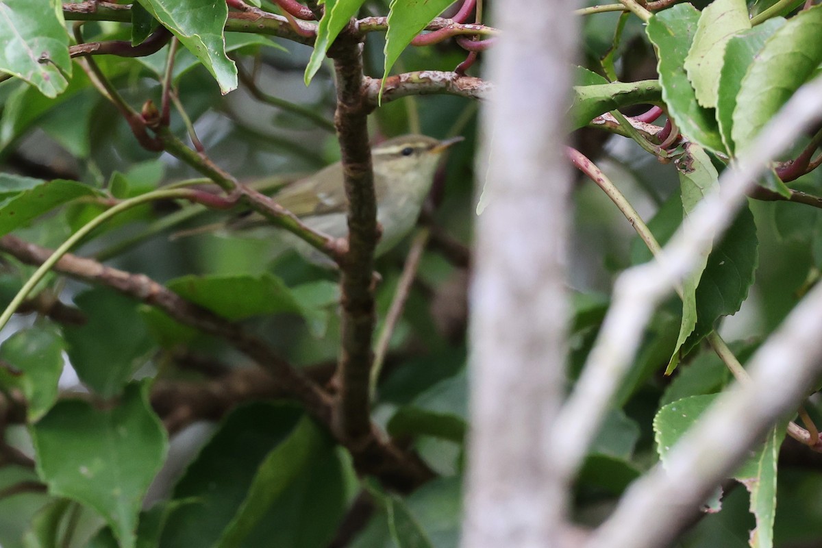 Japanese Leaf/Arctic/Kamchatka Leaf Warbler - ML518861401
