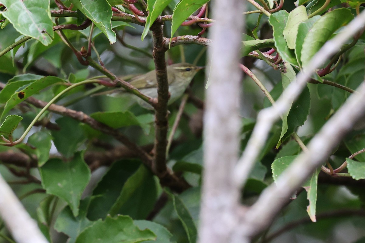 Japanese Leaf/Arctic/Kamchatka Leaf Warbler - ML518861411