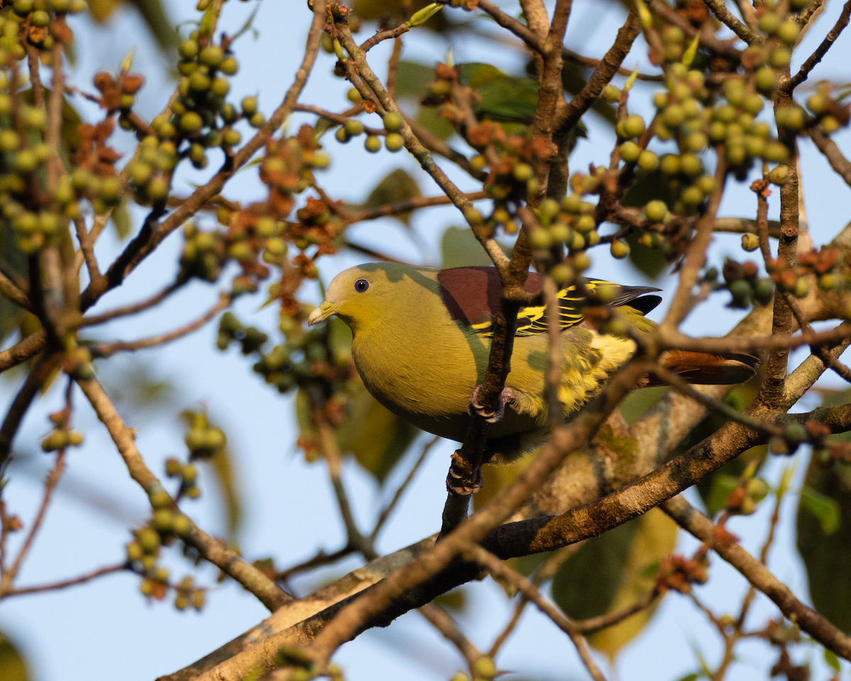Gray-fronted Green-Pigeon - ML518863651