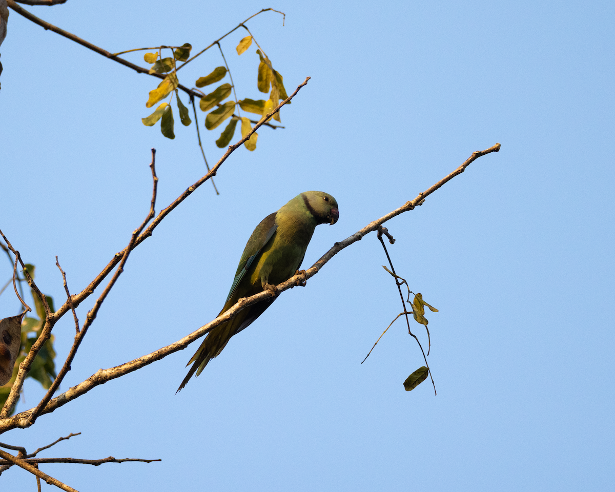 Malabar Yeşil Papağanı - ML518864521