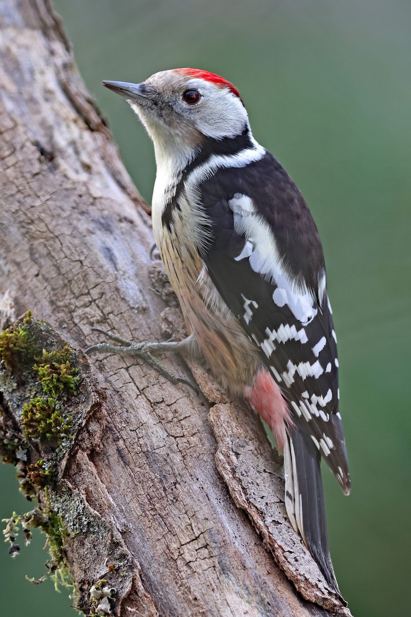 Middle Spotted Woodpecker - ML518873531