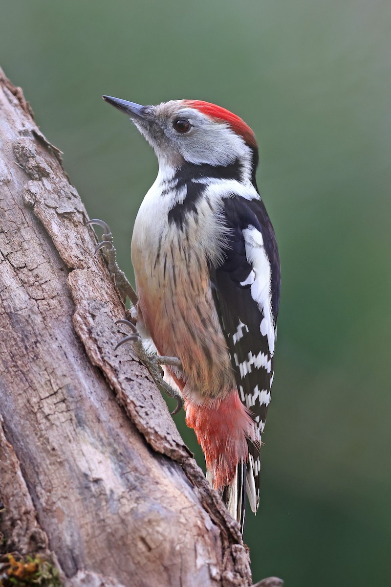 Middle Spotted Woodpecker - Volker Hesse
