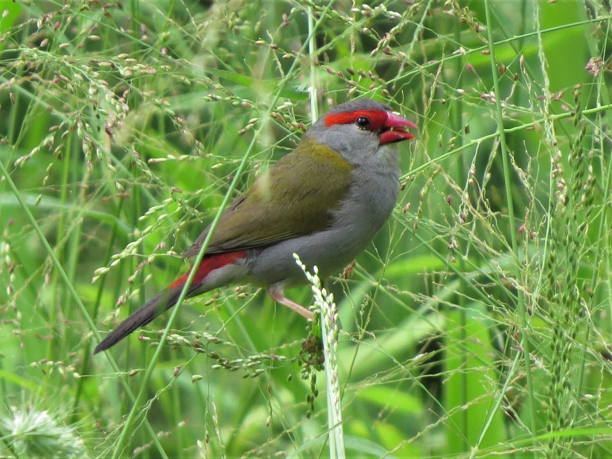 Red-browed Firetail - ML518877621
