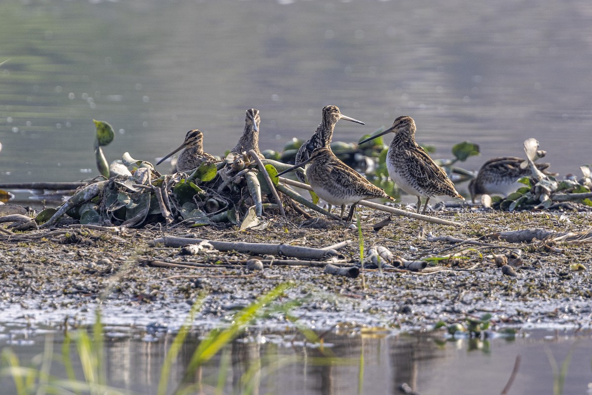 Common Snipe - Watter AlBahry