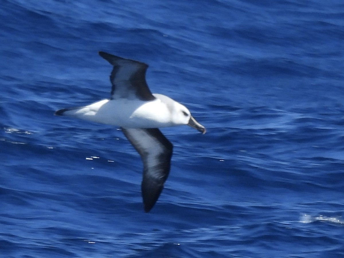 albatros šedohlavý - ML518885061