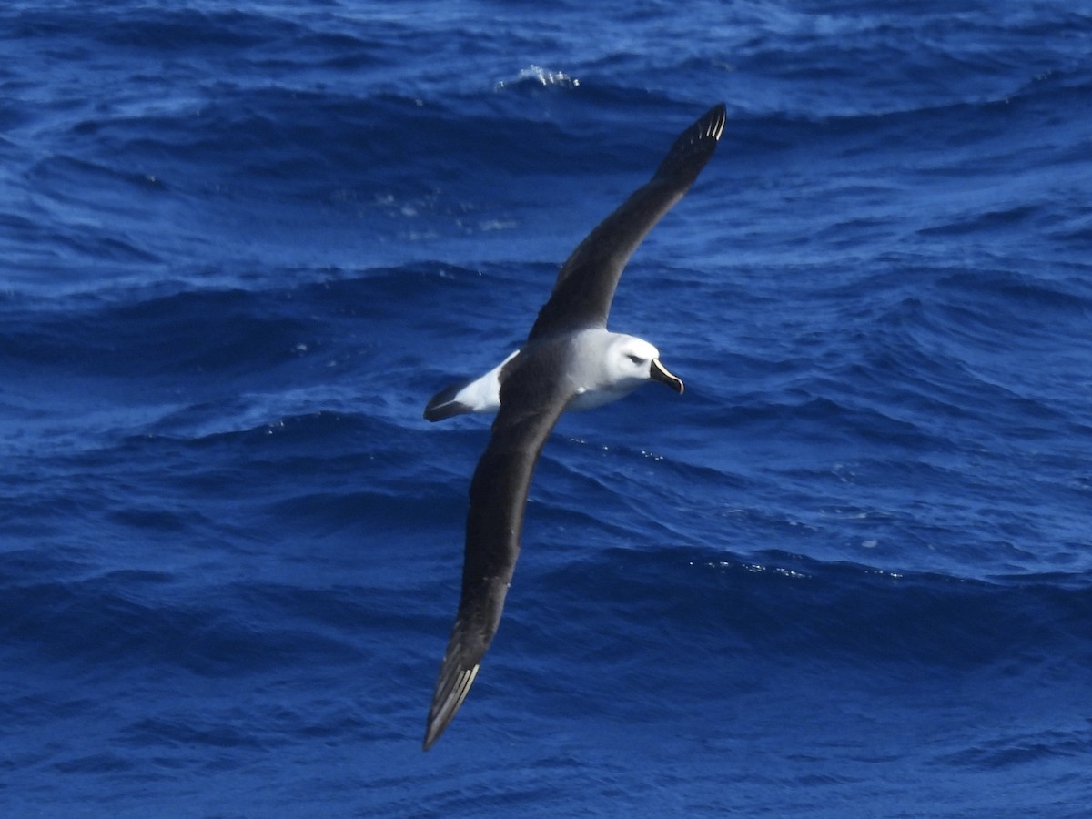 Сероголовый альбатрос - ML518885071
