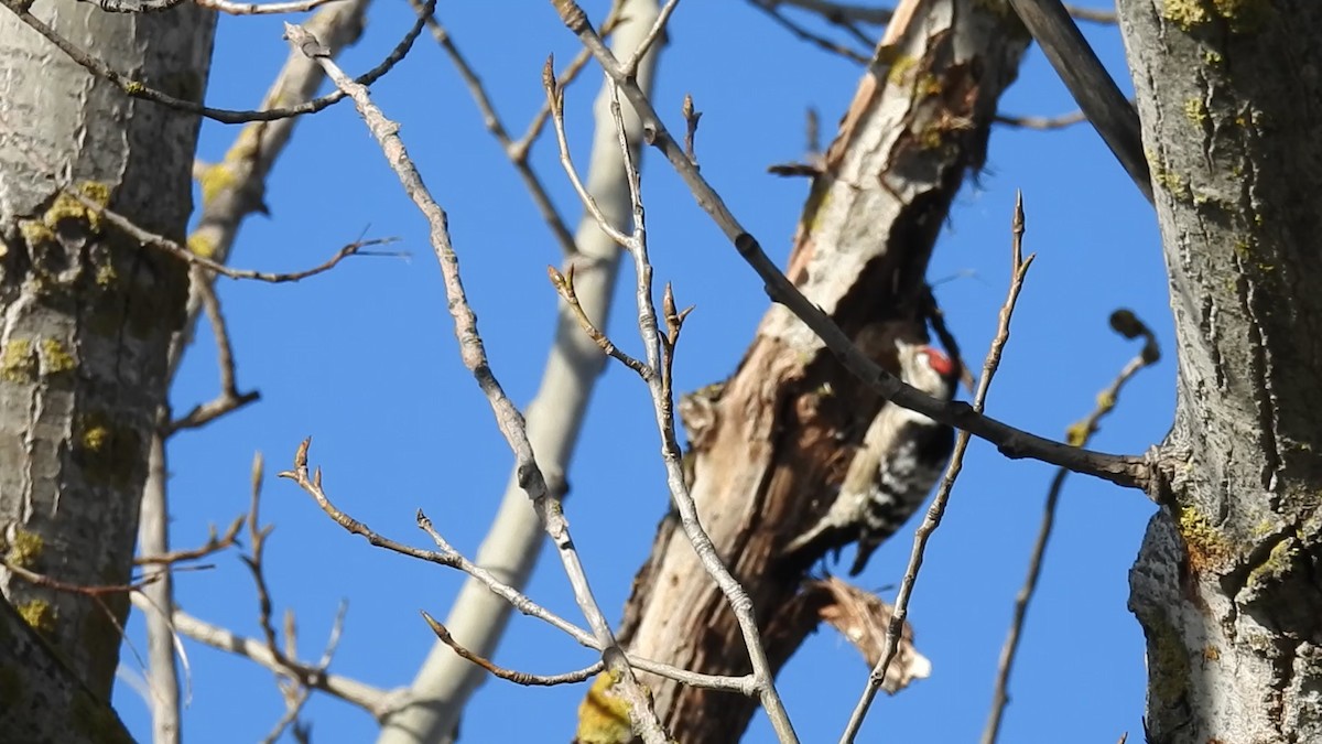 Lesser Spotted Woodpecker - ML518887851