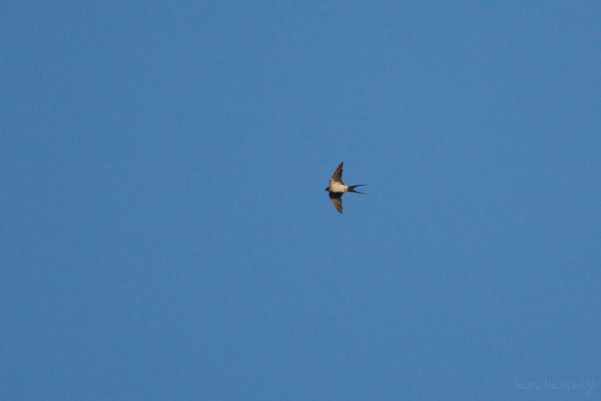 Red-rumped Swallow - Sam Hambly
