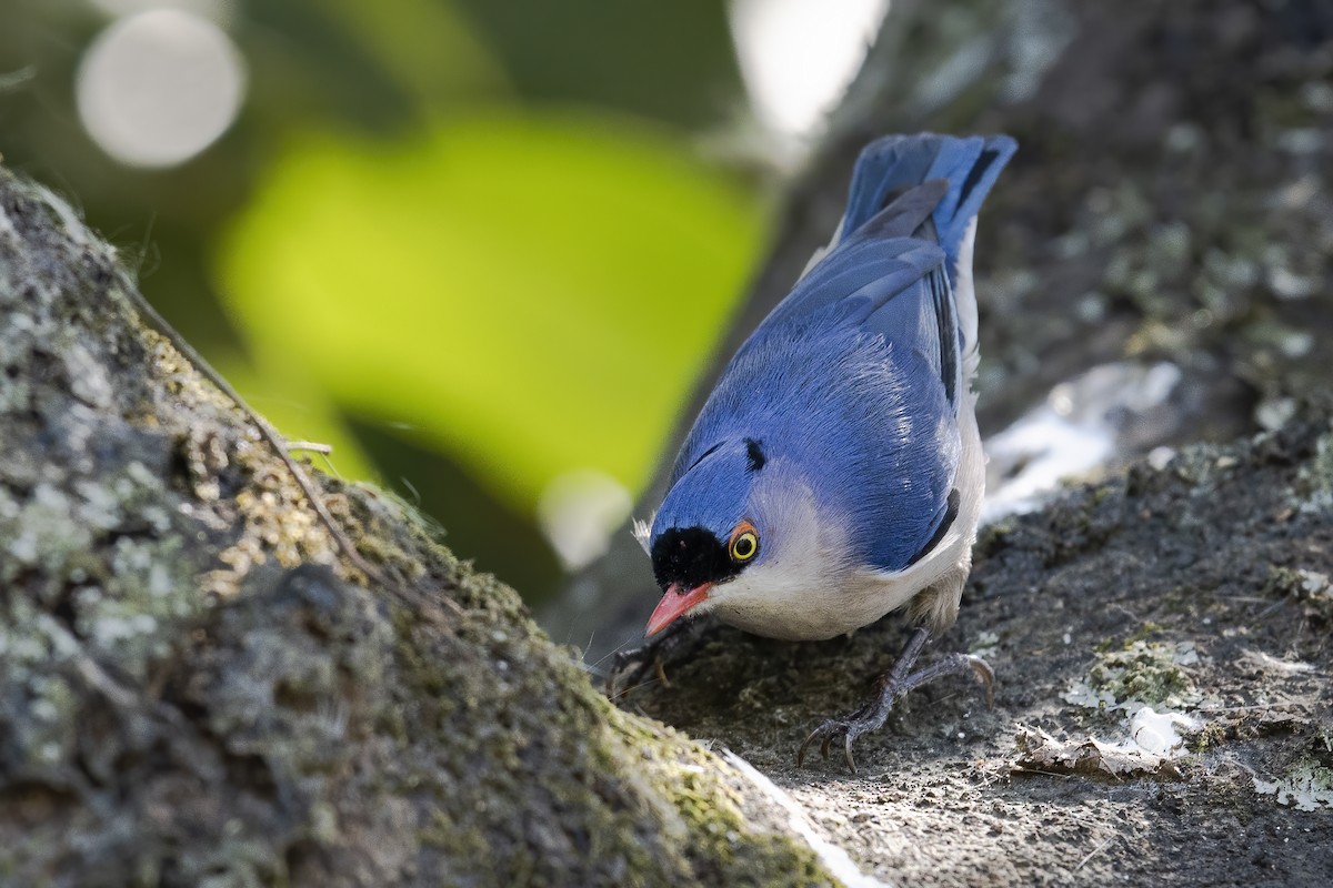 Velvet-fronted Nuthatch - Wei Yan