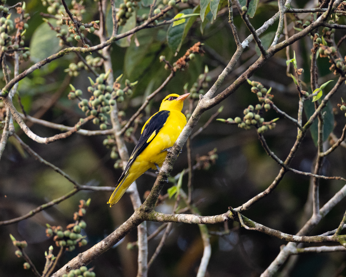 Indian Golden Oriole - ML518898691