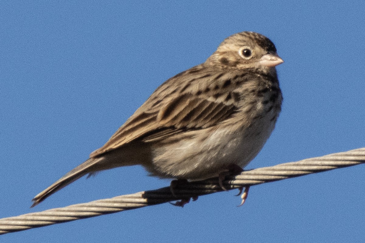 Vesper Sparrow - ML518900491
