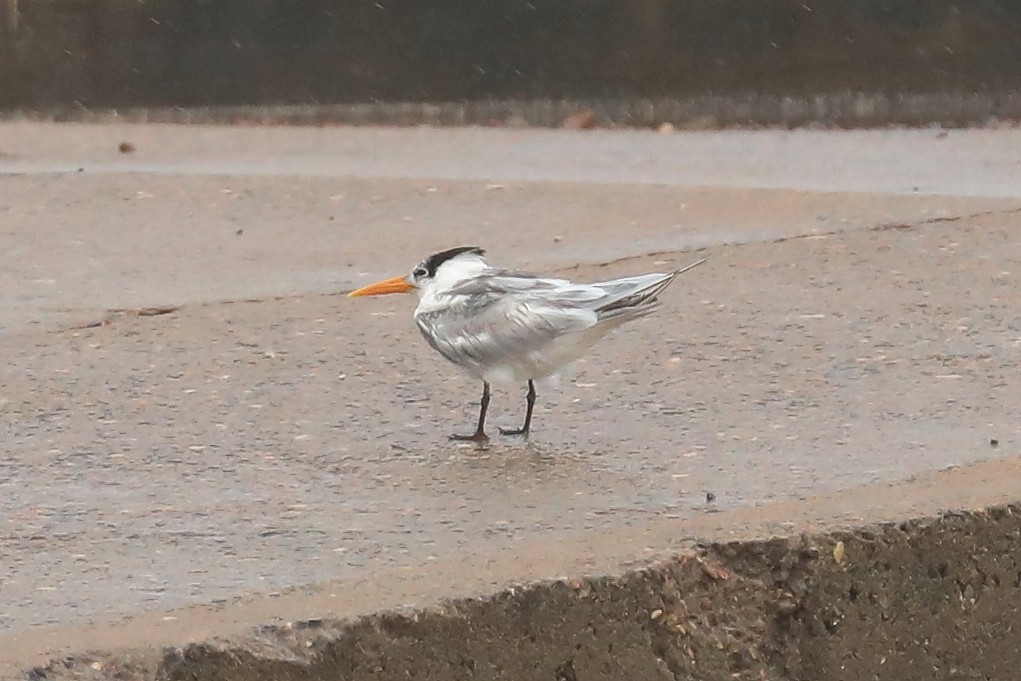 Lesser Crested Tern - ML518901861