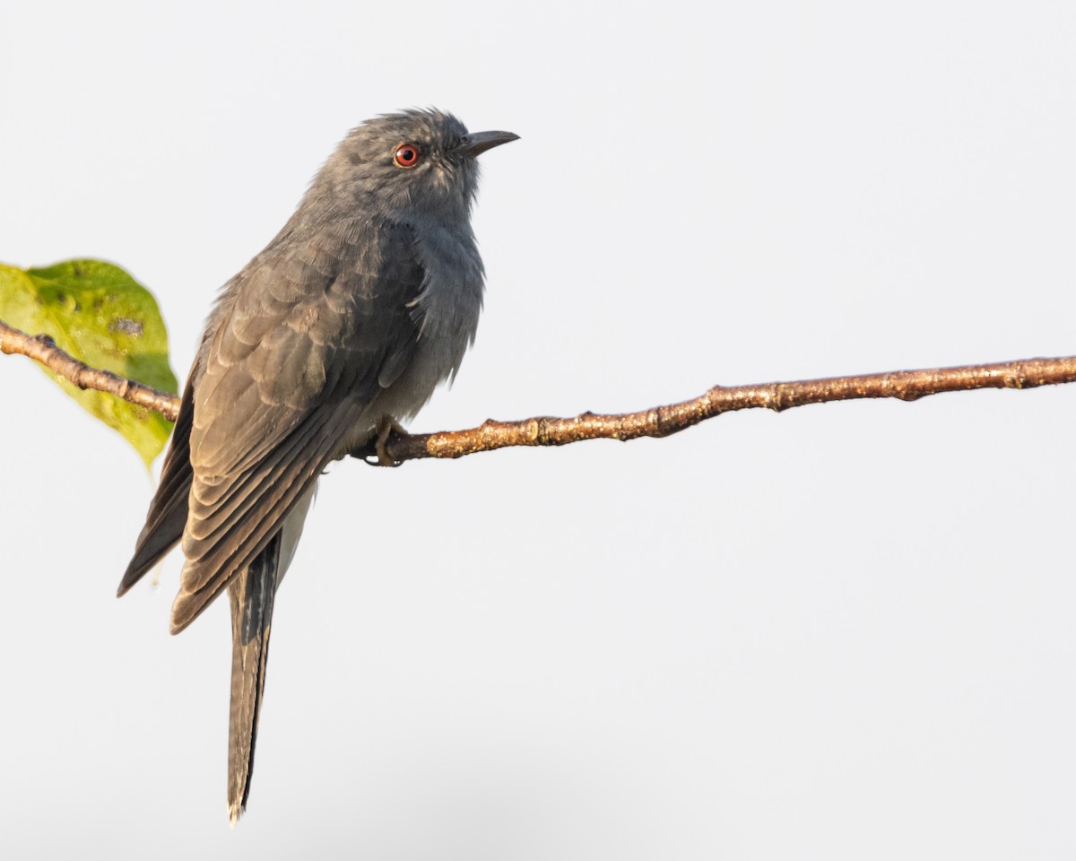 Gray-bellied Cuckoo - ML518908261