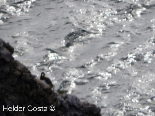 Brown Booby - ML51890891