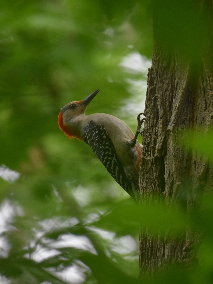 Red-bellied Woodpecker - ML518910151