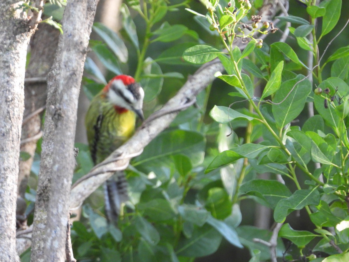 Cuban Green Woodpecker - ML518915161