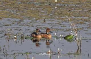 Fulvous Whistling-Duck, ML518917581