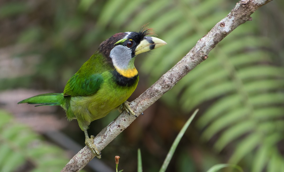 Fire-tufted Barbet - ML51891931