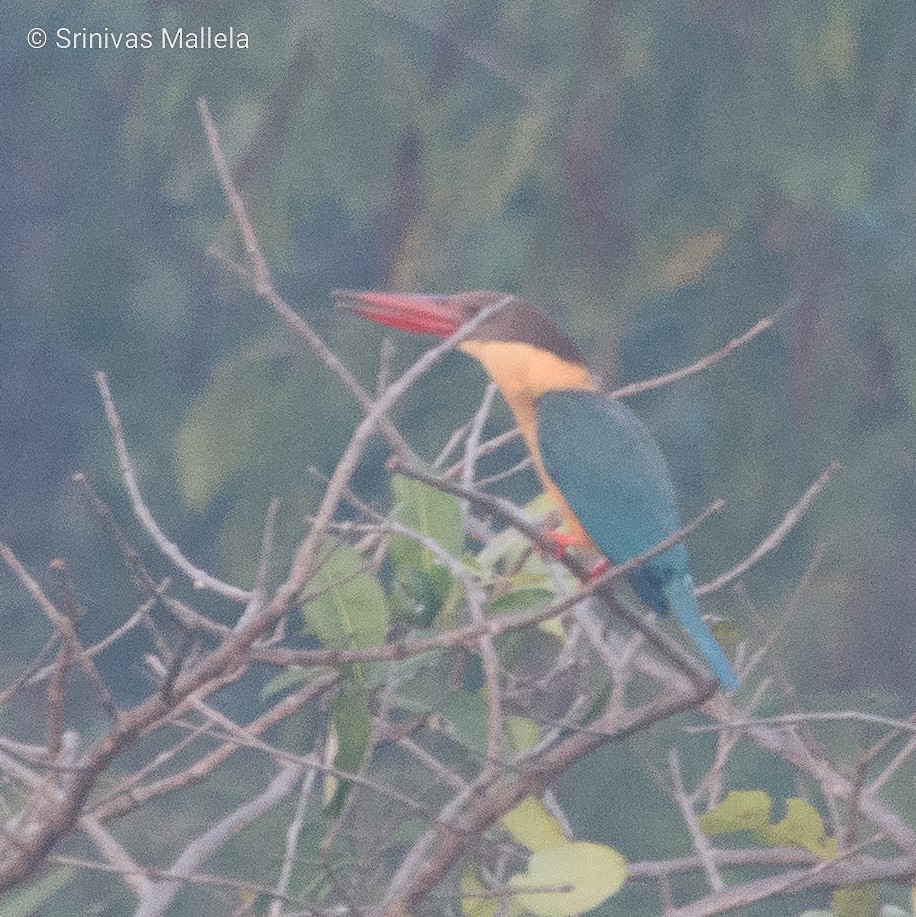 Stork-billed Kingfisher - ML518919891