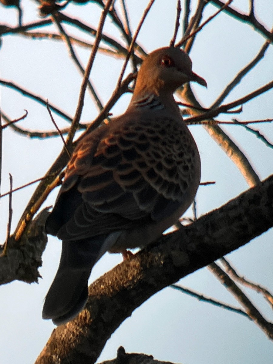 Oriental Turtle-Dove - Gregory Irving