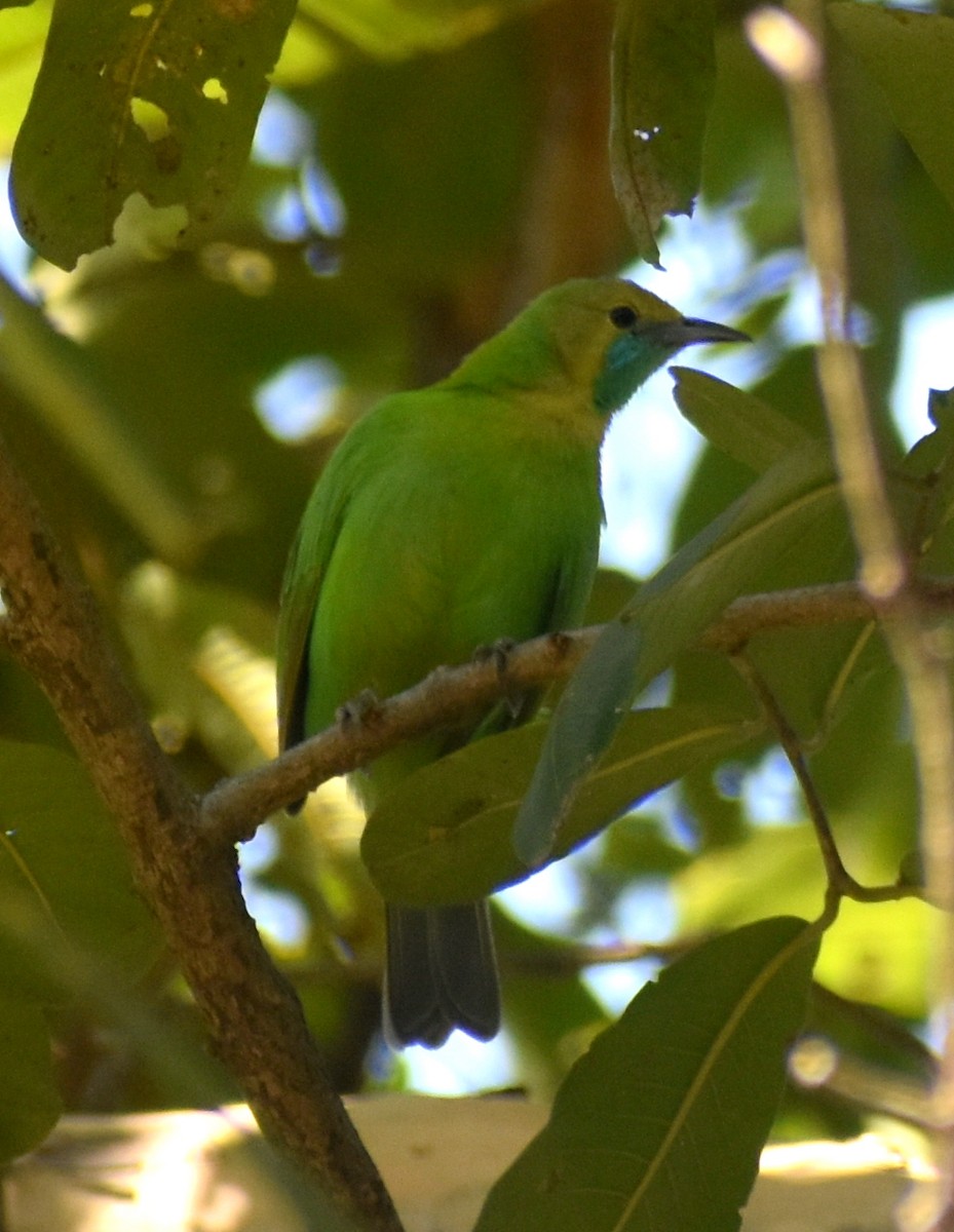 Jerdon's Leafbird - Laxminarayan Sonawane