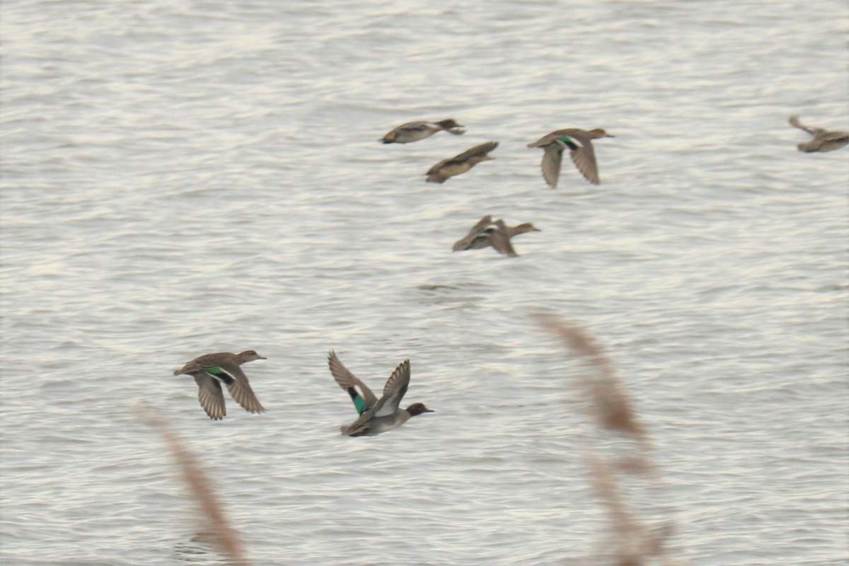 Green-winged Teal - ML518926871