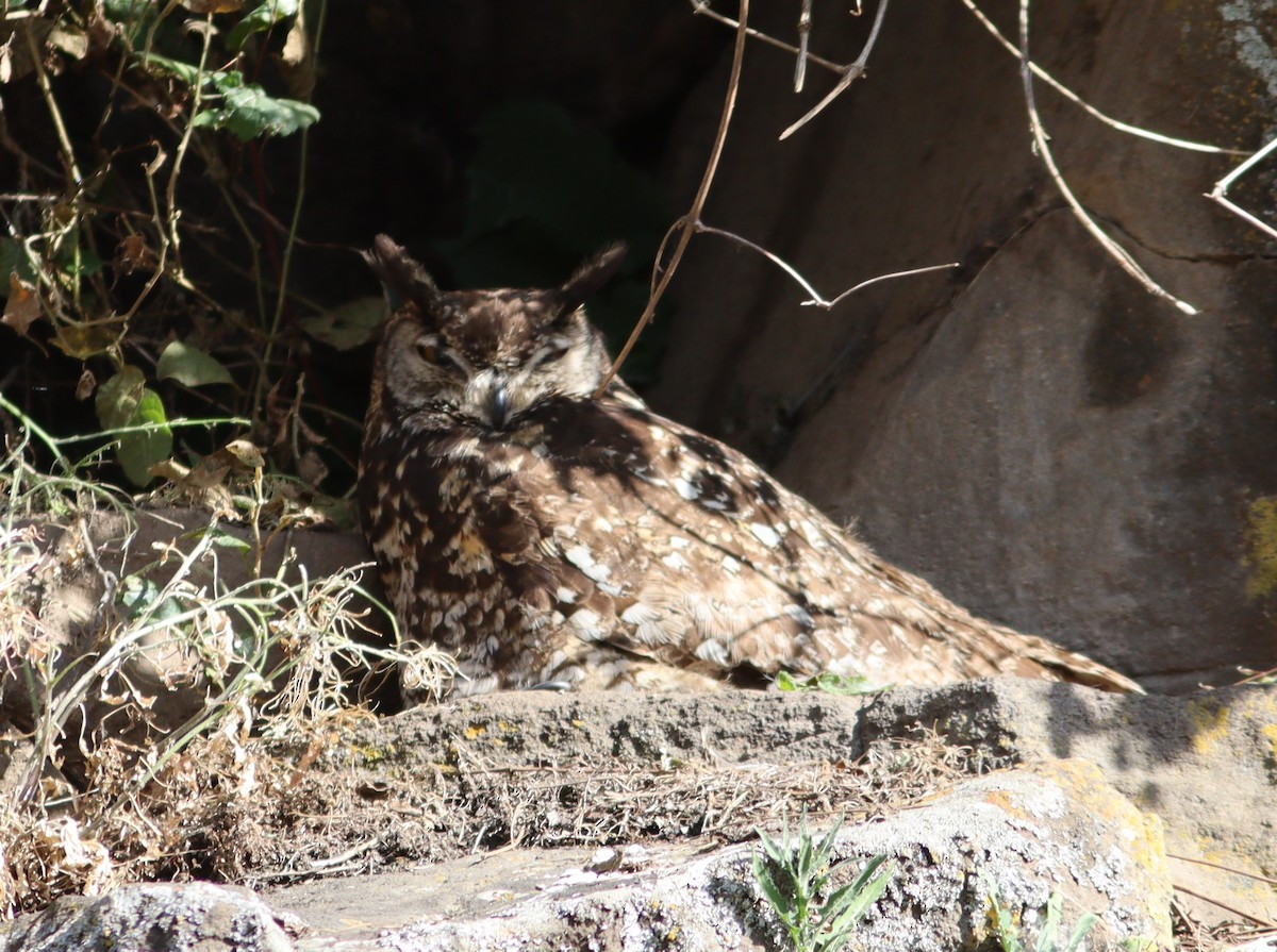 Cape Eagle-Owl - ML518927681