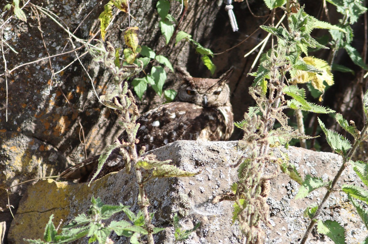 Cape Eagle-Owl - ML518927691