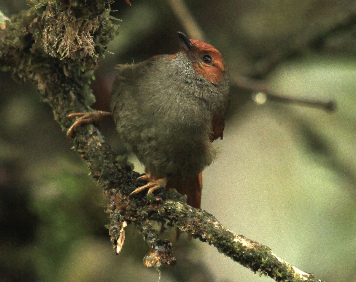 Red-faced Spinetail - ML518930141