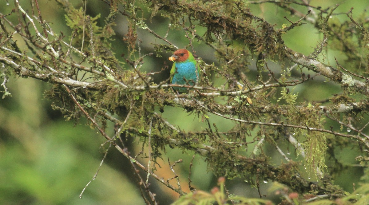 Bay-headed Tanager - ML518930661