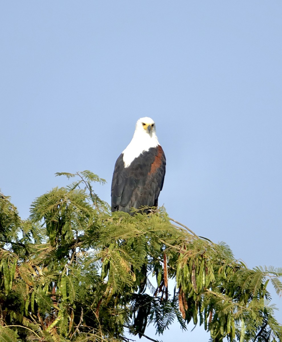 African Fish-Eagle - ML518939511