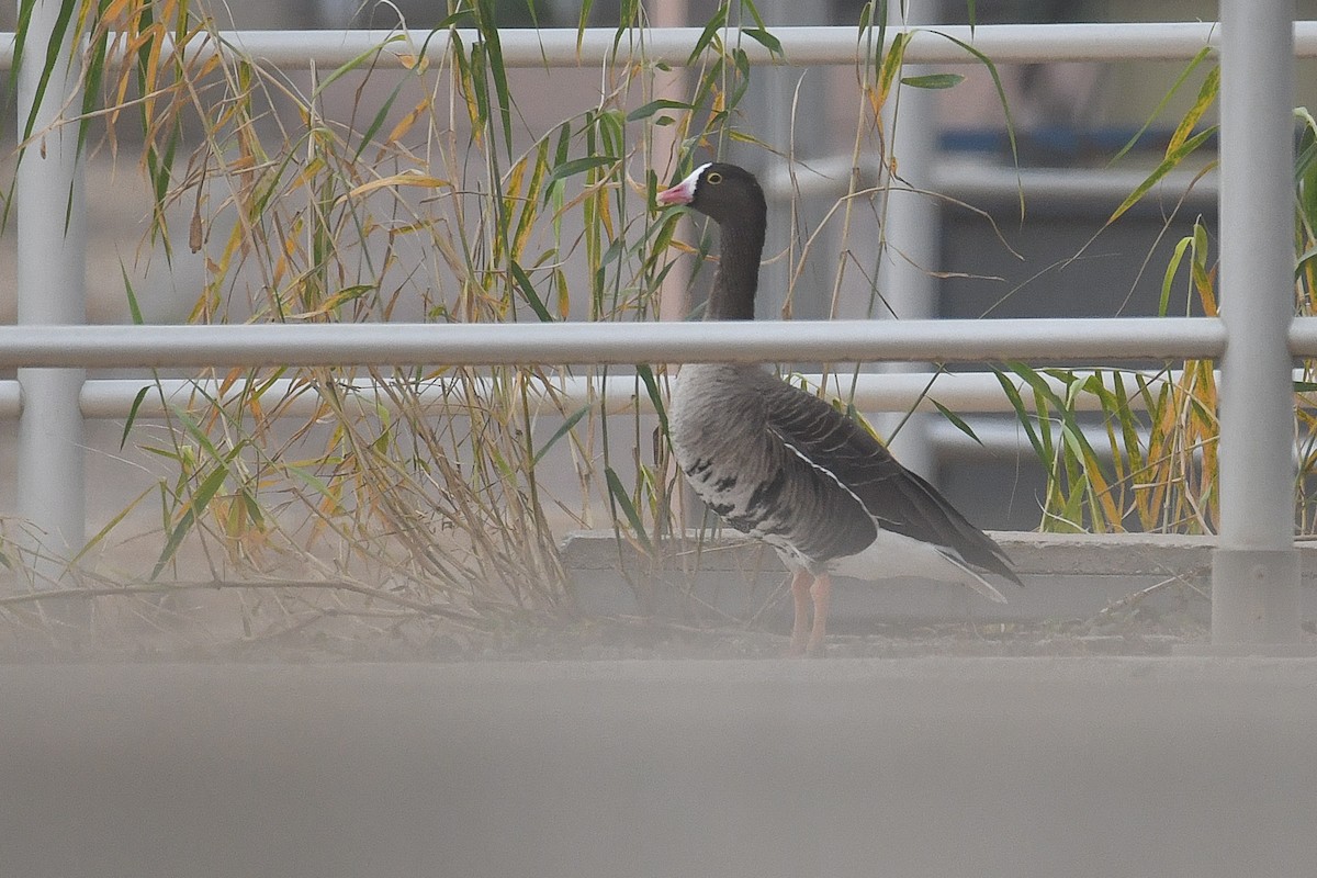 Lesser White-fronted Goose - ML518941231