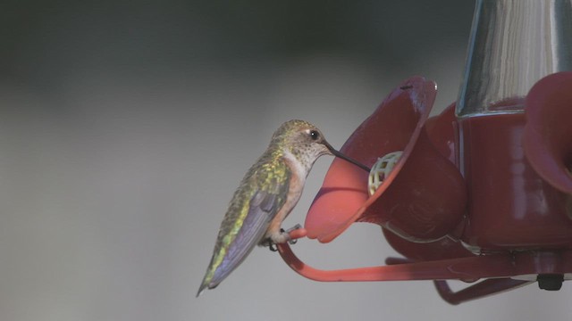 Rufous Hummingbird - ML518941641